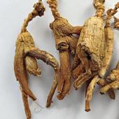 森林参 采购产品一山红参 人参 OTY半野生栽红参 移 下红参