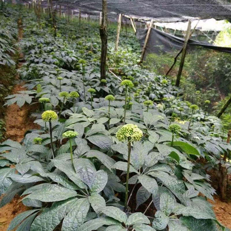 2026年今年新三七花田七花 云南文山2年3年4年三七花茶农家三七花