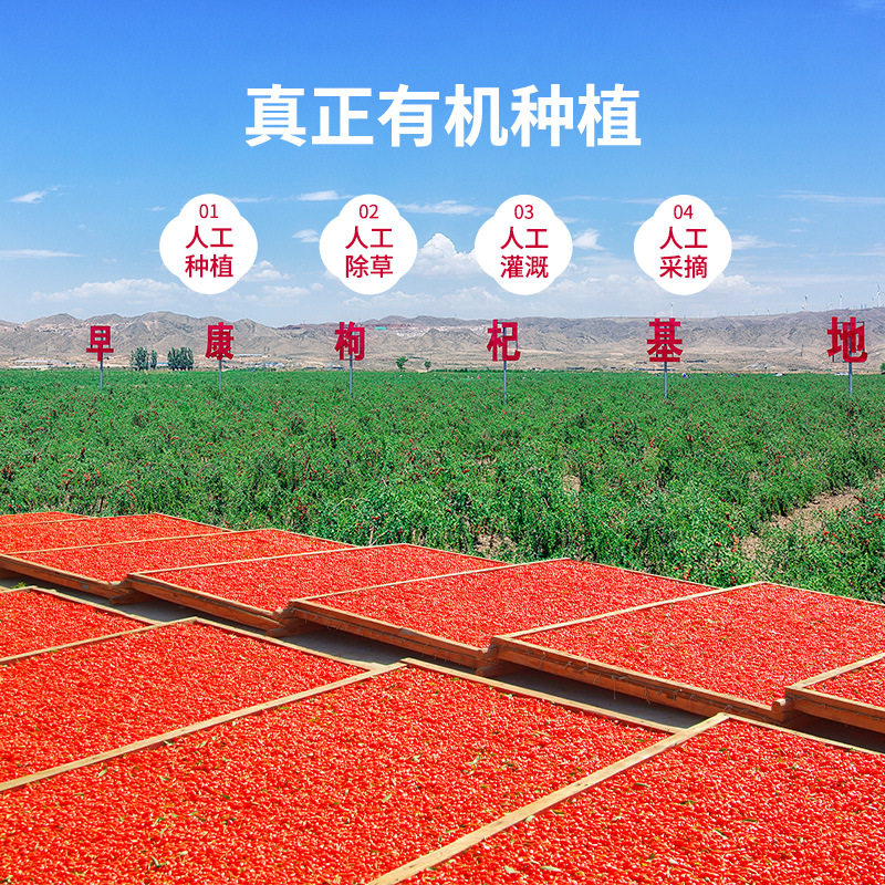 早康中宁有机枸杞新货特优枸杞宁夏枸杞500g原料有机基地