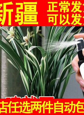 【一喷就开】兰花专用营养液预防黄叶不开花免稀释专用肥催促花苞