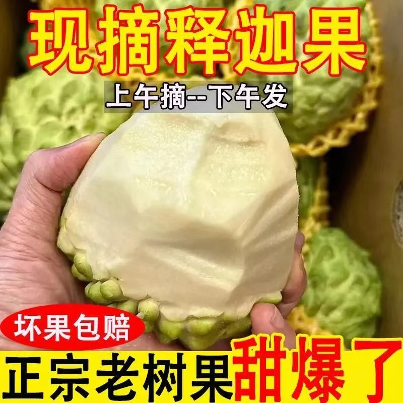 【老树果】A+级新鲜释迦果