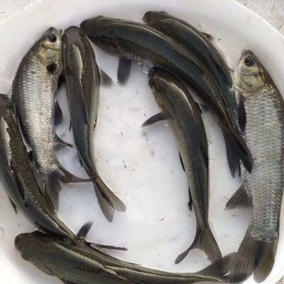 优质青鱼苗:正宗螺蛳青鱼苗鱼塘养殖鱼场直供 包活包邮