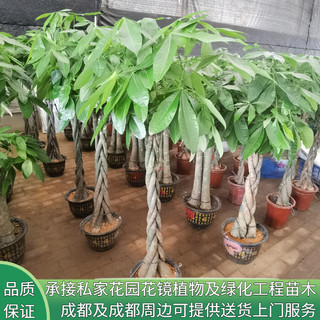 花镜植物辫子发财树大型独杆绿植室内办公室客厅商场开业乔迁暖房