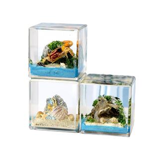 千年虫大立方体微景观树脂标本黄蝎金龟乌龟招潮蟹寄居蟹创意摆件