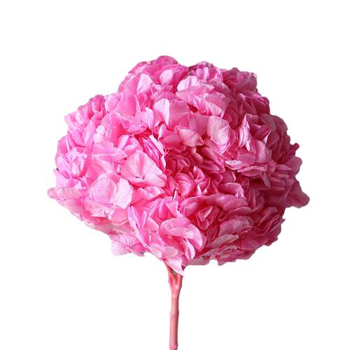 永生大叶绣球花干花花束厂家安娜绣球木绣球橱窗软装花材摆件