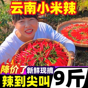 云南小米辣椒新鲜批发农家自种生吃特辣红辣椒小辣椒朝天椒小米椒
