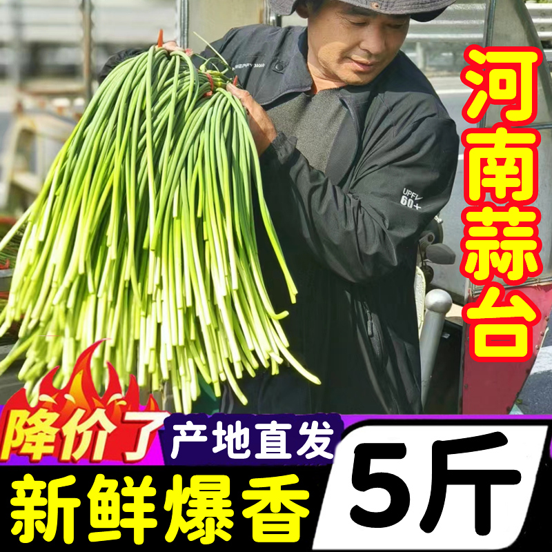 河南开封新鲜农家蒜苔5斤2024年本地现摘蔬菜蒜薹蒜苗蒜台批发 水产肉类/新鲜蔬果/熟食 新鲜蒜苔 原图主图