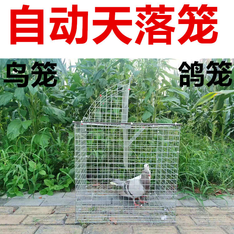 新款鸽笼家用自动天落鸟笼