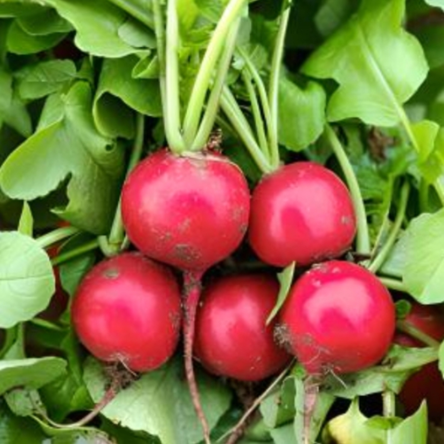 樱桃萝卜种子迷你萝卜樱桃小萝卜种四季蔬果蔬菜种子新型水果种子