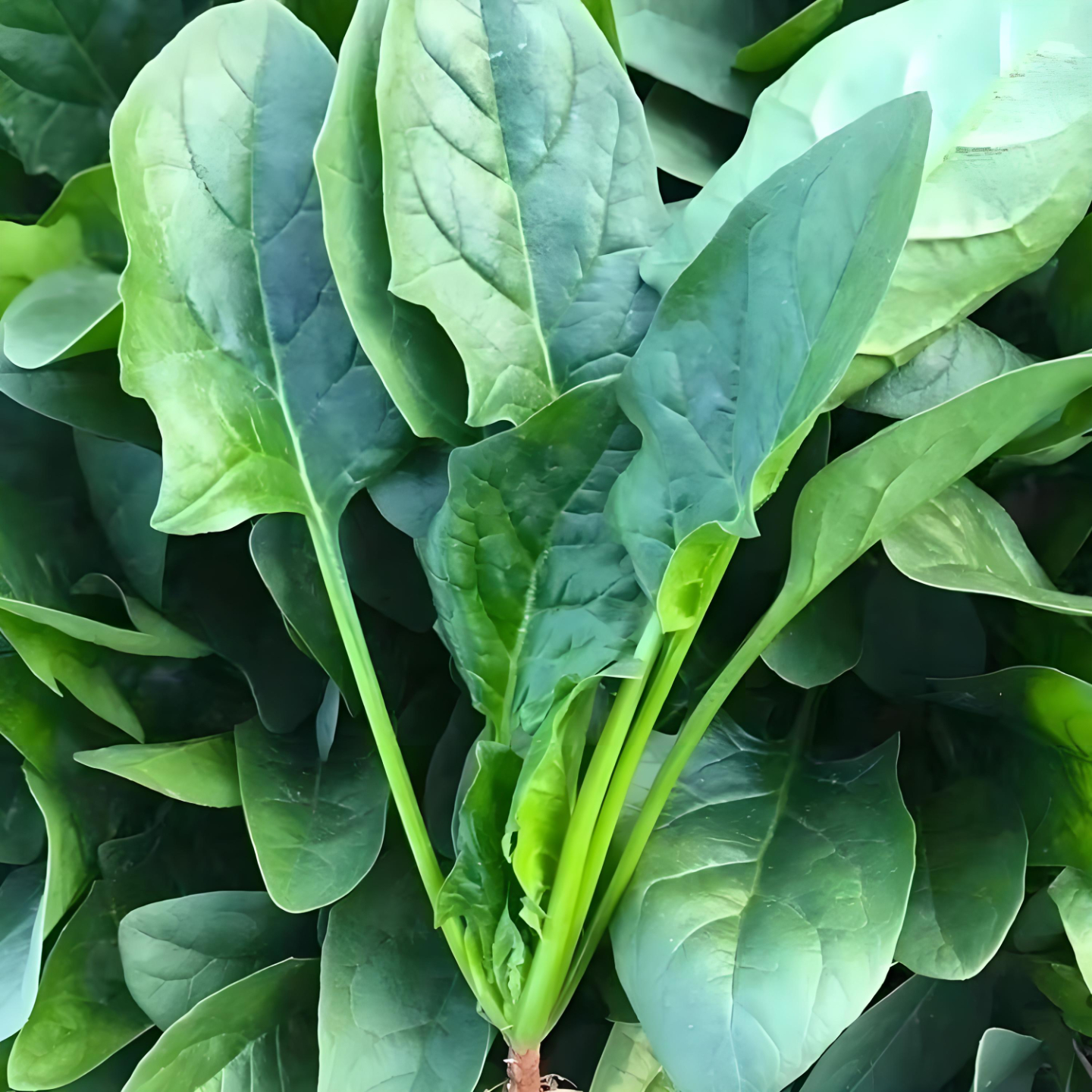 大叶菠菜种子耐寒耐热四季速生