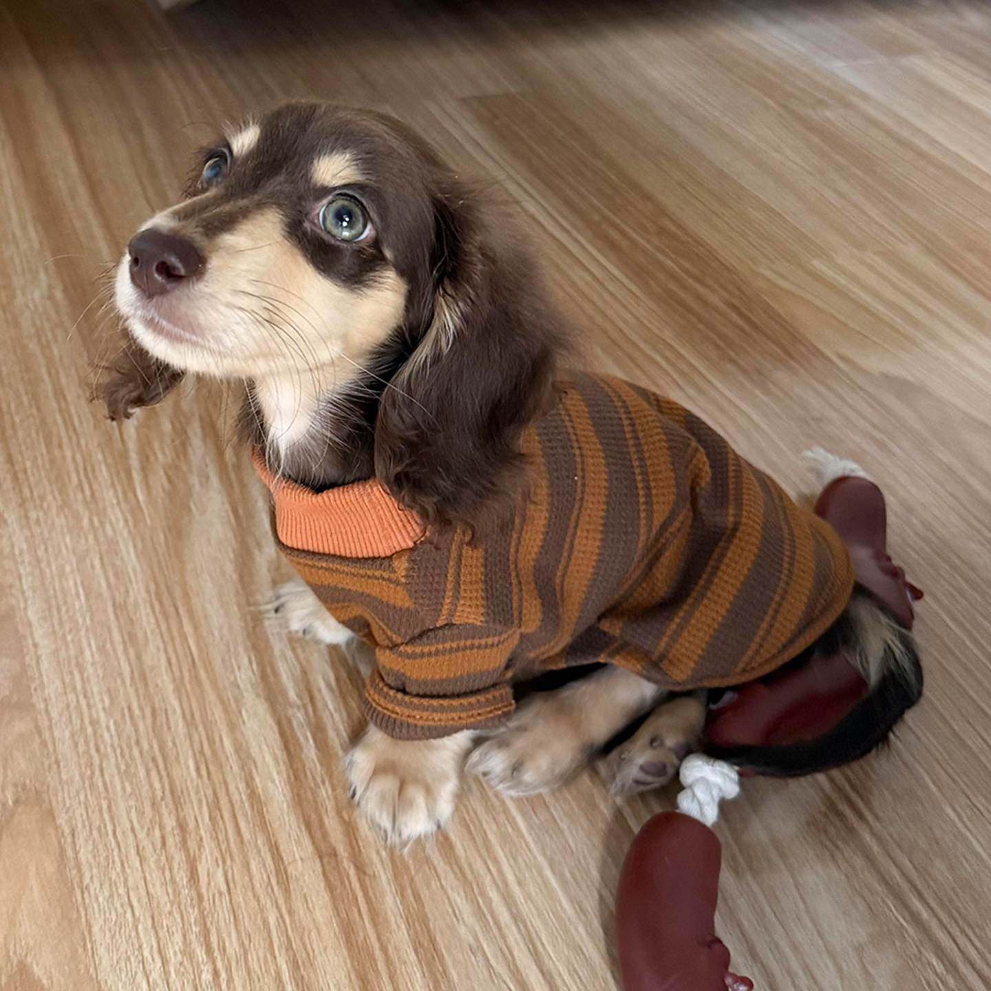 美拉德狗狗衣服中小型犬2025新款秋冬季保暖四脚衣腊肠犬泰迪冬装