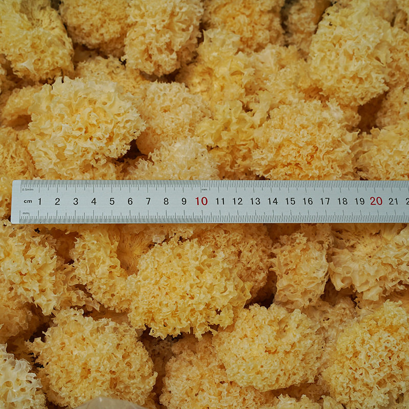 500g古田椴木小银耳干货无人工剪脚白木耳雪耳散装产地货源批百合
