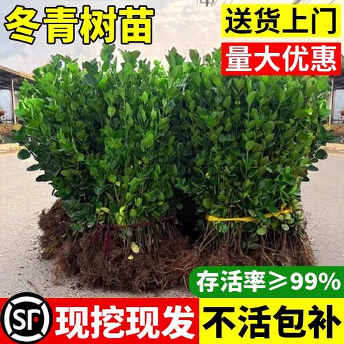 冬青树苗法国北海道黄杨直立篱笆围墙庭院植物四季常青耐寒绿化苗