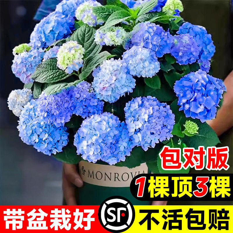 绣球花苗无尽夏常年开花绣球花盆栽阳台庭院好养的大花卉植物室内