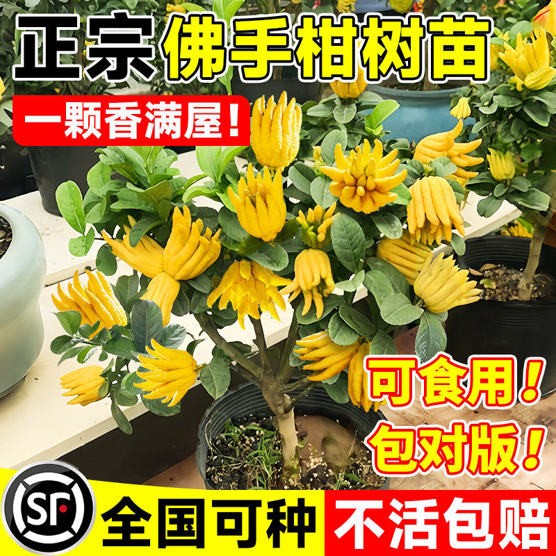 佛手柑树苗盆栽带果室内阳台庭院老桩金华佛手鲜果树好养花卉绿植,鲜花速递/花卉仿真/绿植园艺,绿植,淘宝优惠券,粉丝福利购,淘宝优惠卷