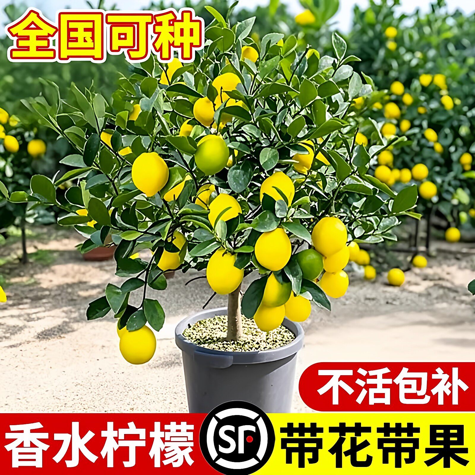 香水柠檬树苗盆栽阳台庭院四季花卉植物结果可食用室内外好养盆栽