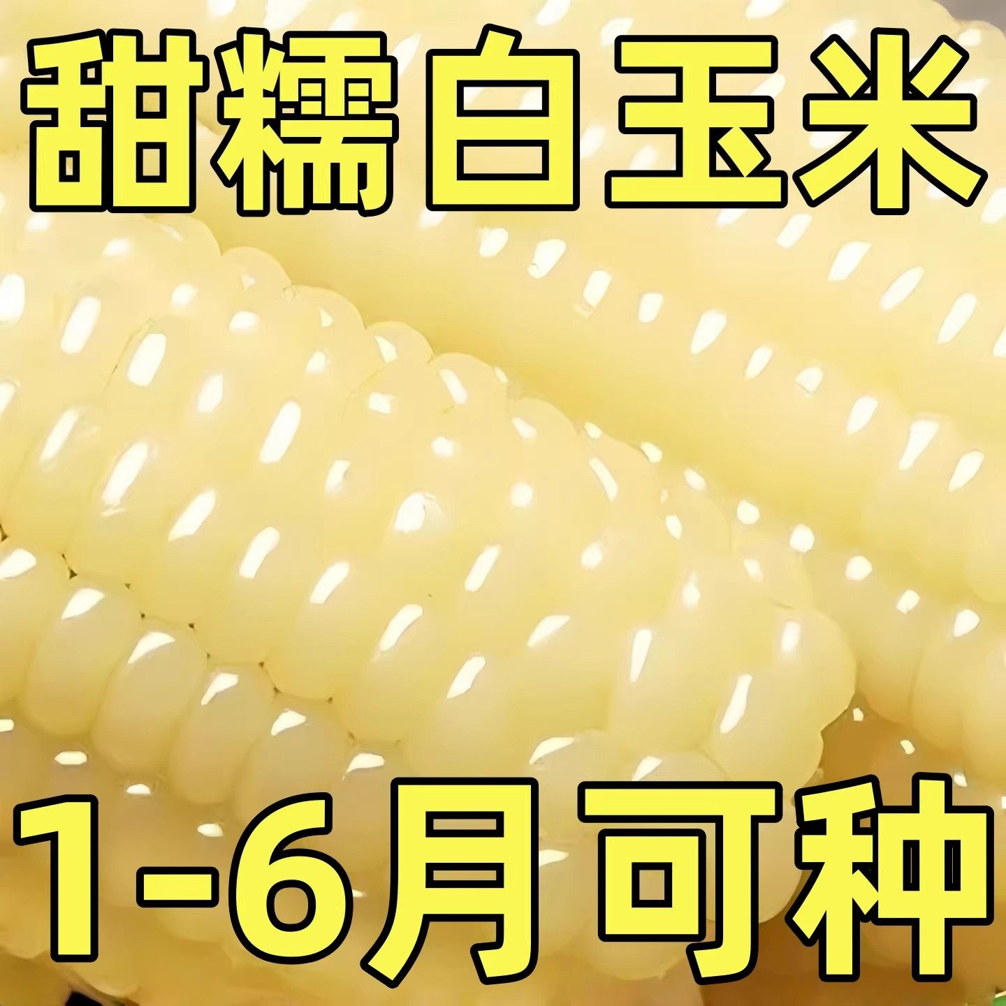 白糯玉米种子高产新鲜大棒四季甜糯玉米非转基因粘糯米白玉米种子,农用物资,玉米种子/种苗,淘宝优惠券,粉丝福利购,淘宝优惠卷