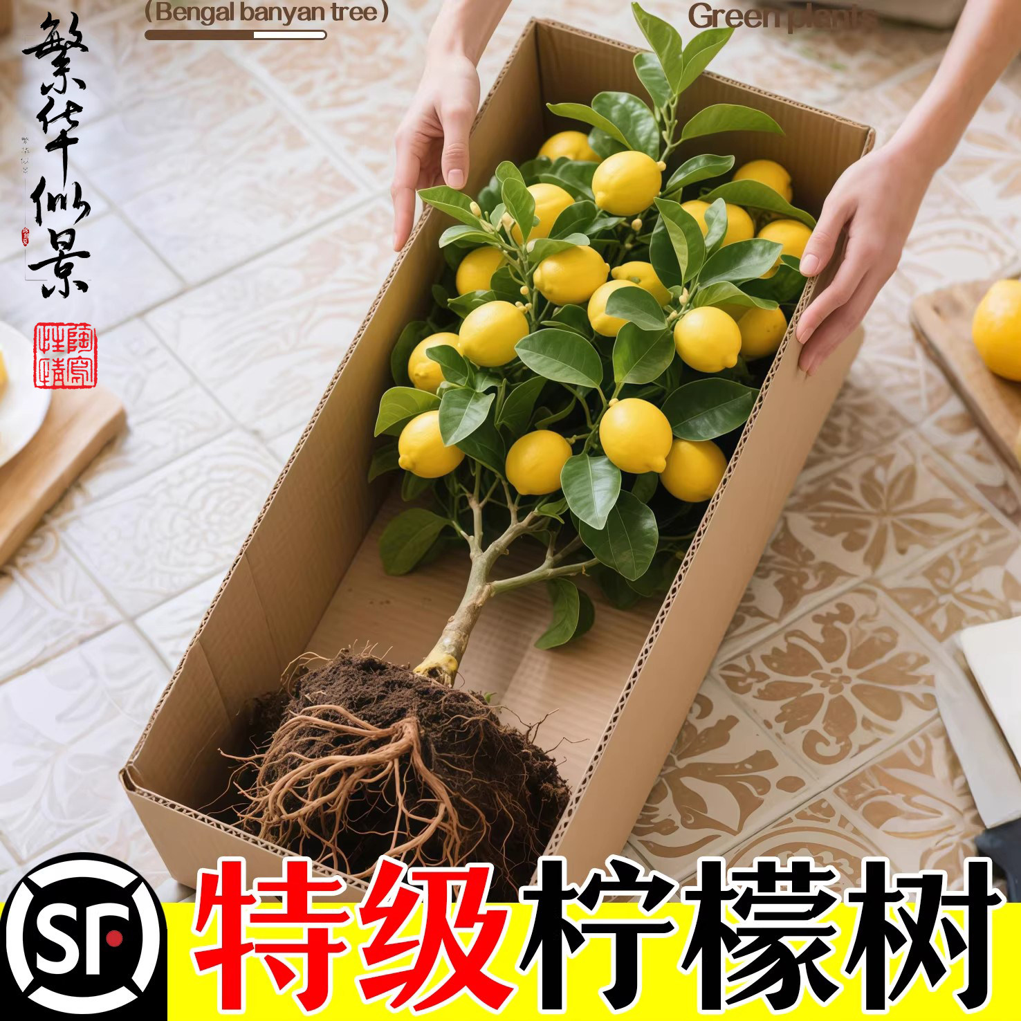 香水柠檬树苗盆栽阳台庭院四季花卉植物结果可食用室内外好养盆栽
