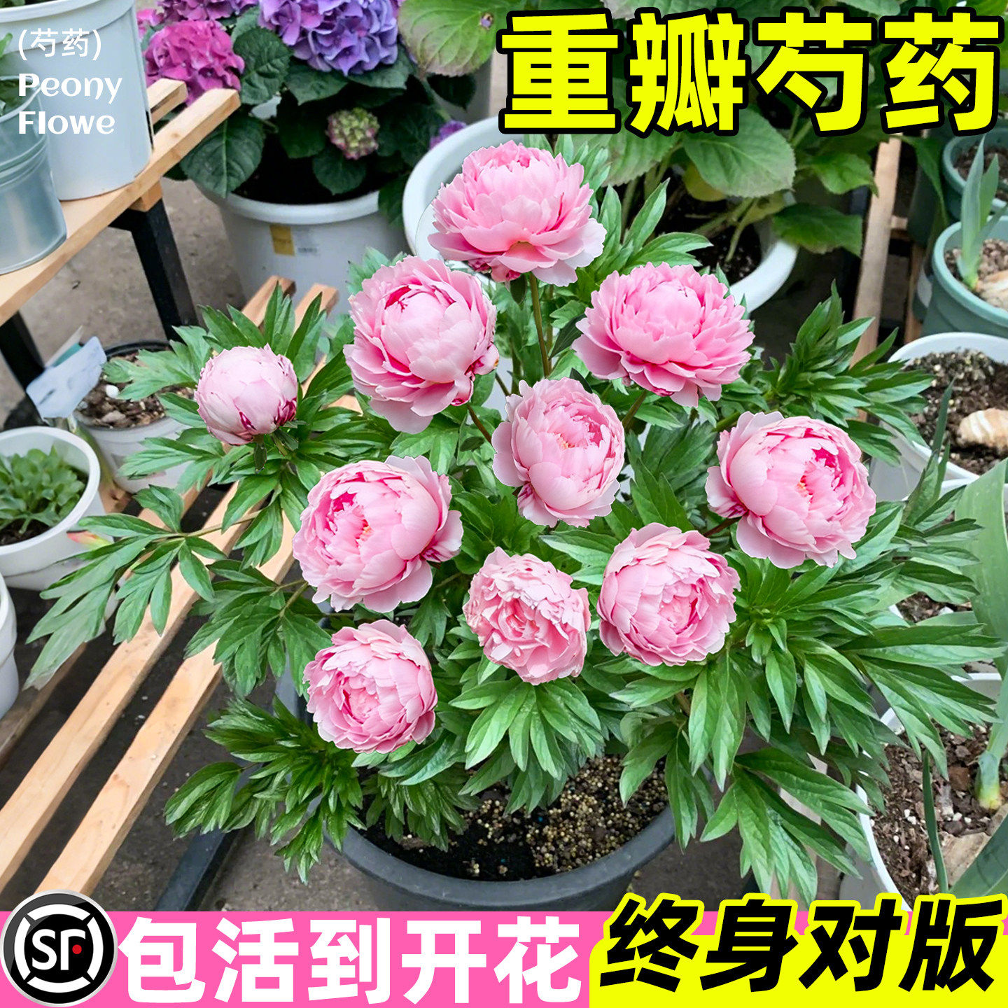 重瓣芍药花苗盆栽庭院花卉四季全根发货摆放阳台客厅芍药苗牡丹花
