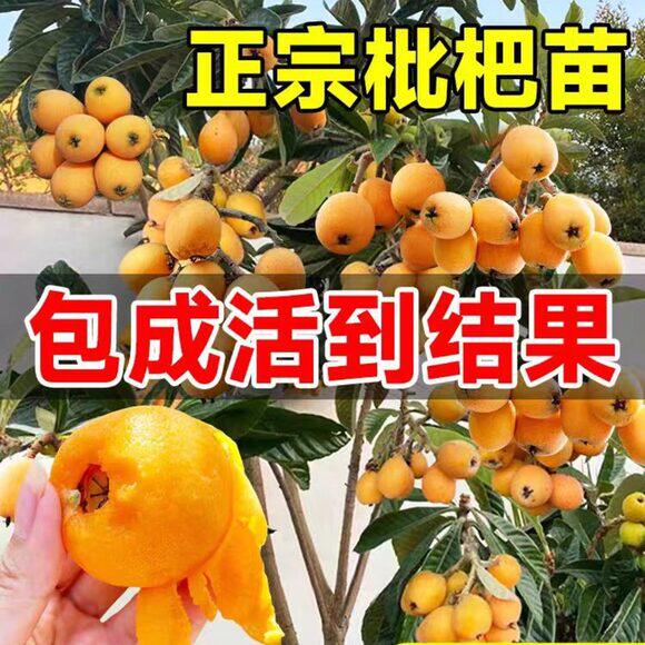 精品枇杷果苗无核砂糖枇杷苗无核枇杷树苗嫁接盆栽特大庭当年结果