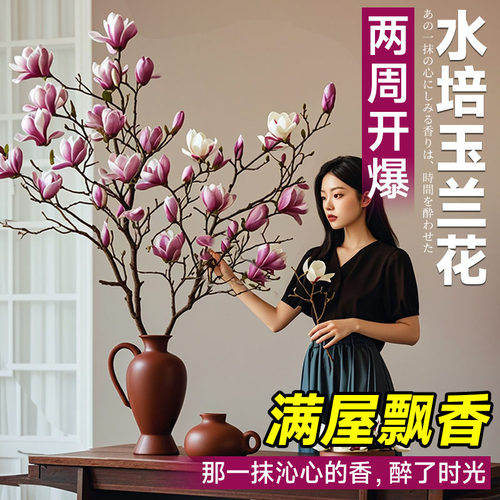 玉兰花水培水养绿植花卉遇水开花