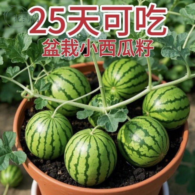 盆栽西瓜种子无籽蜂蜜小西瓜种子高产水果种子阳台庭院四季播种籽