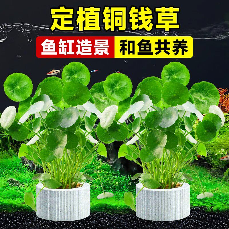 金鱼缸里的水草造景水培植物和鱼共养铜钱草专用造景净化水质真绿