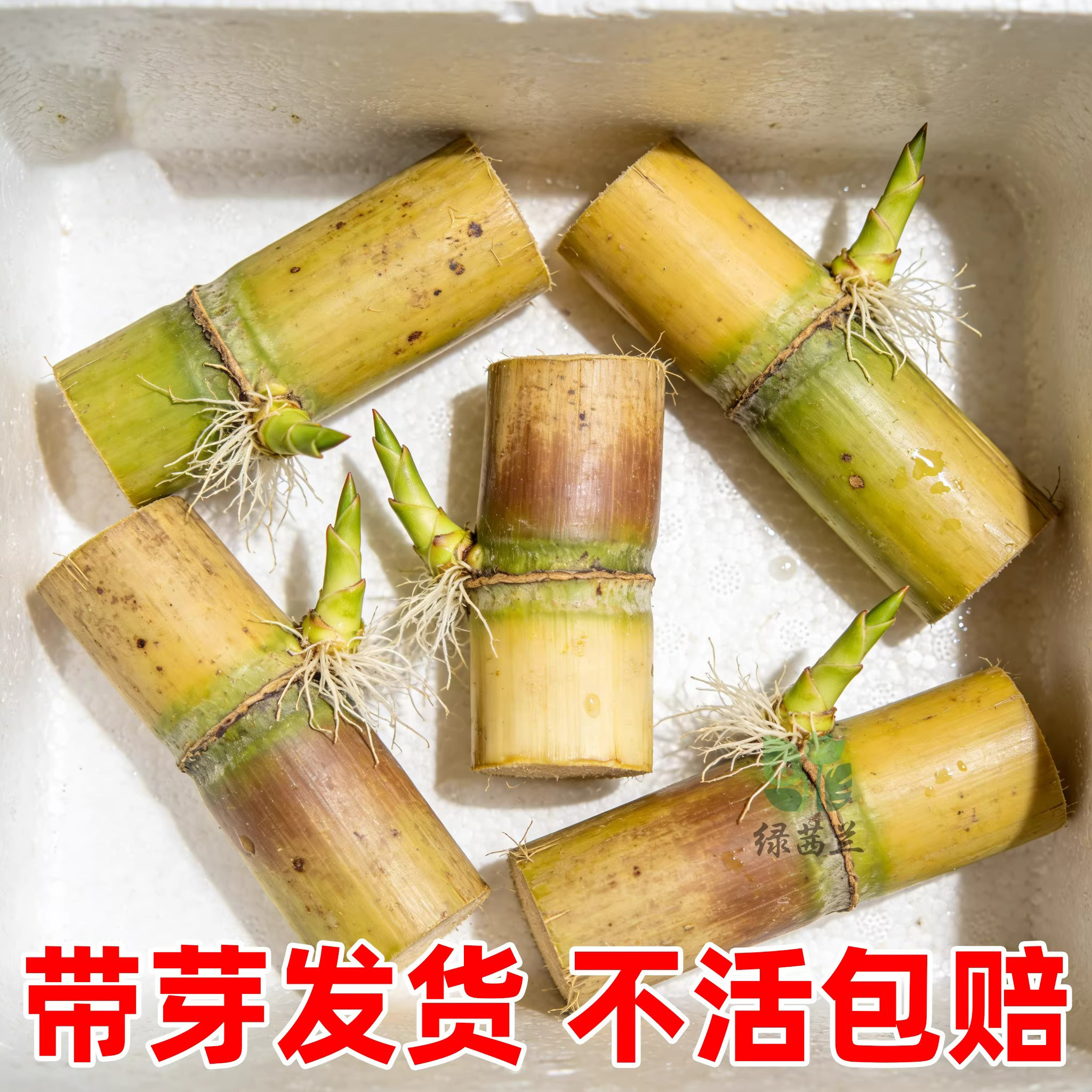 黄金白玉甘蔗种苗盆栽正宗广西黄皮甘蔗苗种黑皮甘蔗种节南北方种