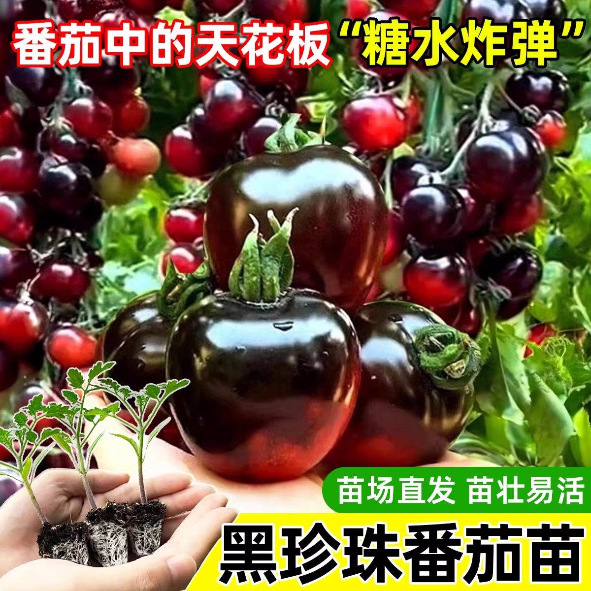 黑珍珠番茄苗樱桃小番茄秧苗圣女果幼苗四季阳台盆栽水果西红柿苗,农用物资,蔬菜种子/种苗,淘宝优惠券,粉丝福利购,淘宝优惠卷