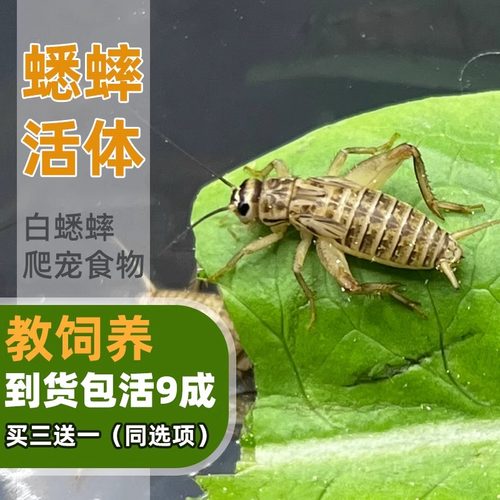爬宠食物蟋蟀活体蛐蛐蜥蜴粮食