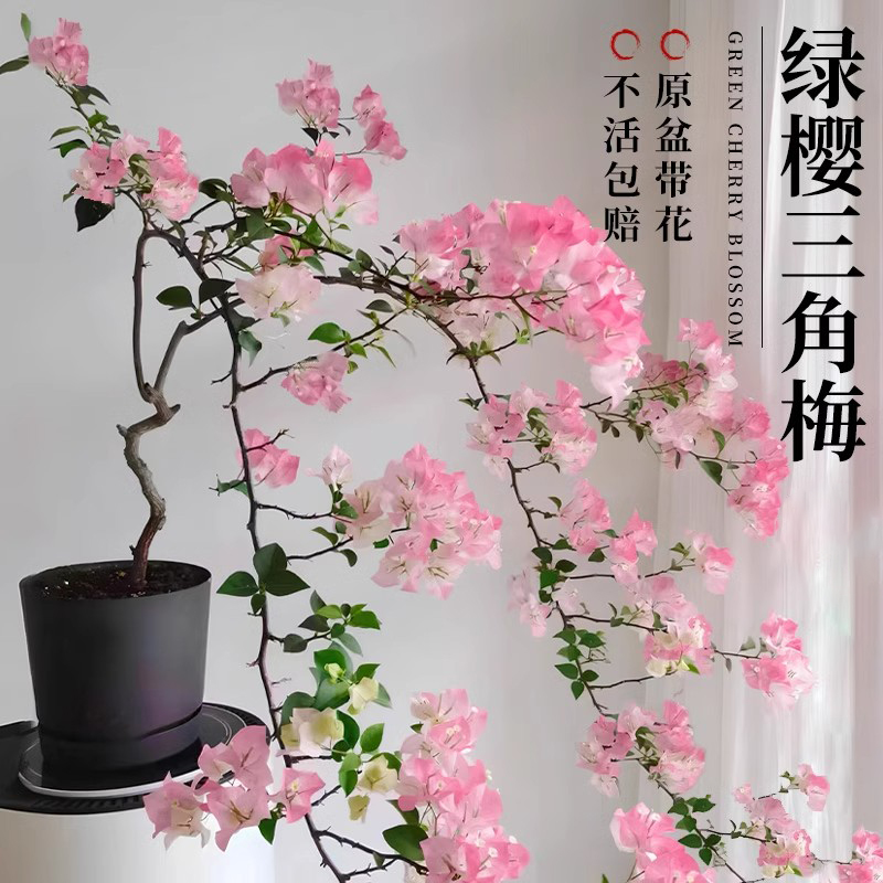 高端三角梅盆栽大号带花好养飘枝