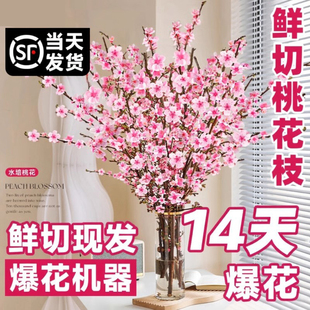 桃花鲜枝干枝水培鲜切带花苞室内客厅水养绿植年宵花卉办公室盆栽
