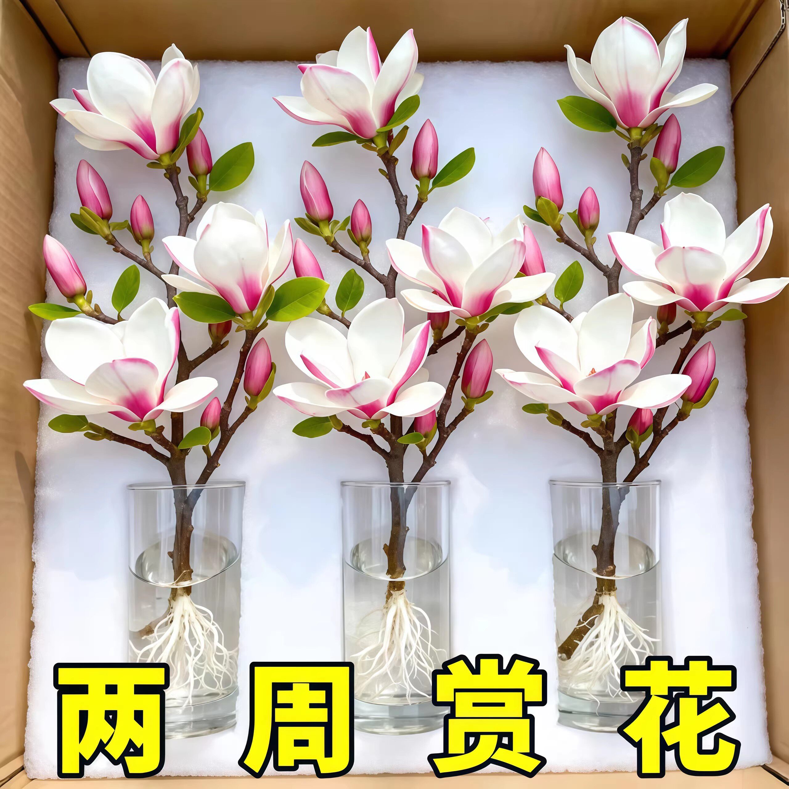 【遇水开花】水培植物白玉兰紫玉兰鲜花鲜切花带花苞室内好养绿植