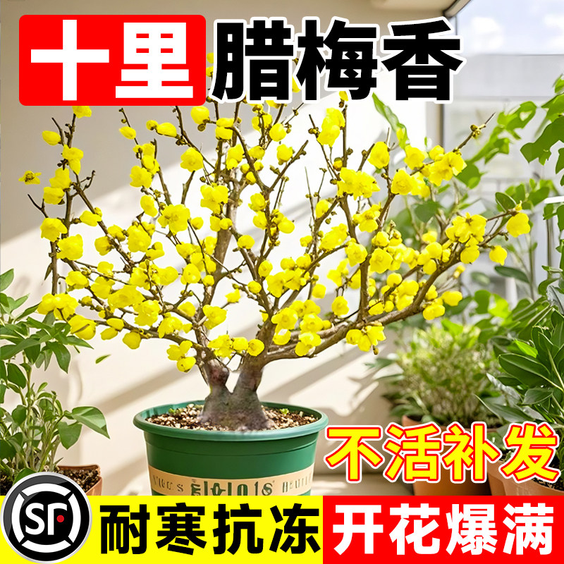 腊梅花树苗盆栽丛生地载庭院风景树耐寒红梅矮化老桩原生素心蜡梅