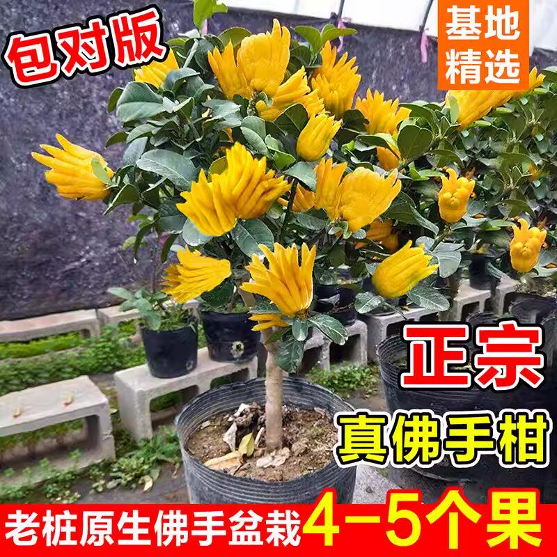 佛手树盆栽带果金华佛手柑盆景可食用果树苗阳台庭院四季花卉绿植