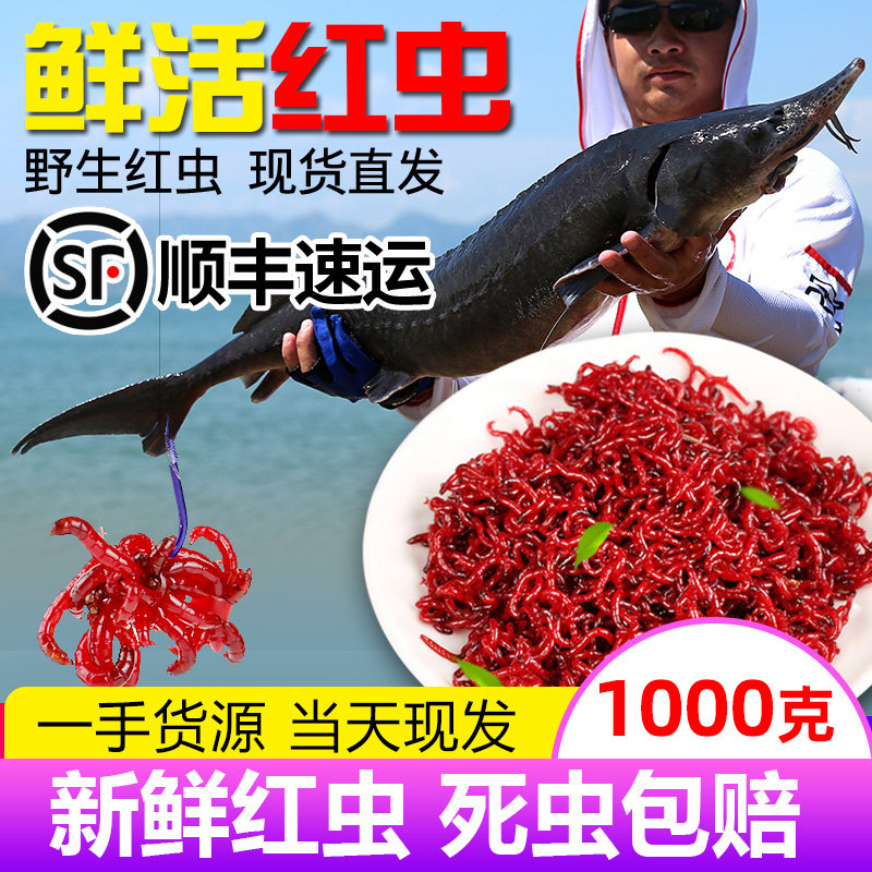 鲜活红虫特大号公虫活体活饵喂鱼
