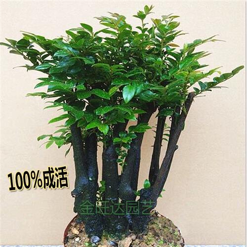 名贵小叶紫檀盆景树桩室内客厅办公桌面绿植四季常青花卉盆栽包邮