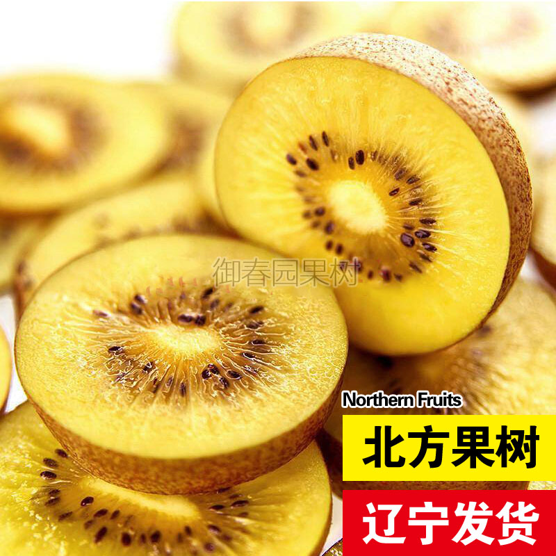 金霞沁香猕猴桃苗金奇异果苗盆栽地栽南方北方种植耐寒当年结果苗