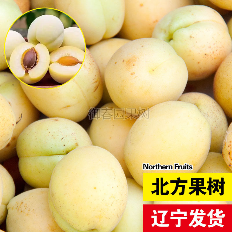 香白杏树果苗南北方庭院地栽种植耐寒特大果嫁接白杏盆栽当年结果