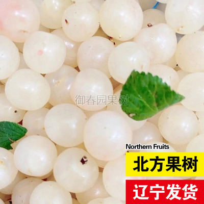 白玉毛樱桃树苗山樱桃树白樱桃苗耐寒南北方盆栽庭院种植当年结果