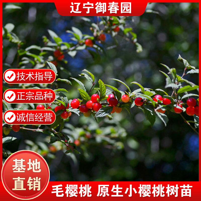 东北小樱桃野生山樱桃树苗耐寒毛樱桃苗南方北方盆栽庭院果树果苗