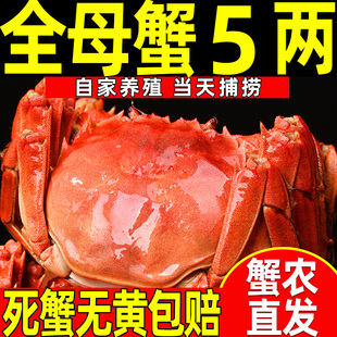 大闸蟹全母蟹鲜活特大螃蟹湖蟹河蟹送礼现货红膏公母含绳 活蟹