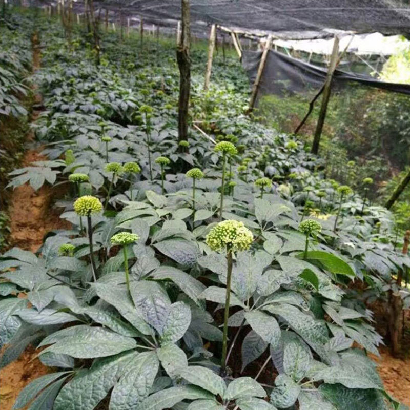 2026年今年新三七花田七花 云南文山2年3年4年三七花茶农家三七花