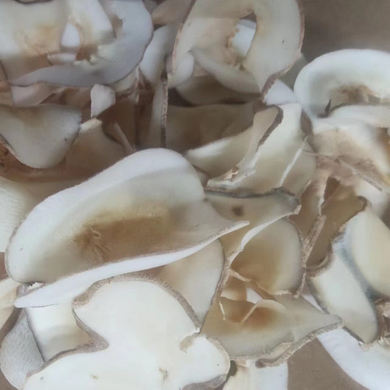 海底椰 复椰子煲汤底料 1000g60元包邮 材