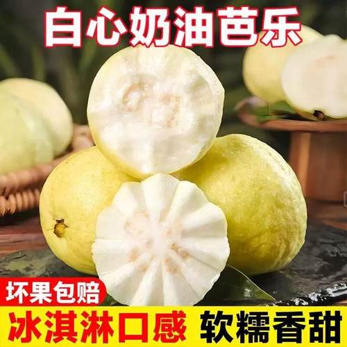 福建白心奶油芭乐漳州低糖水果软心番石榴软糯香甜鸡屎果现摘现发