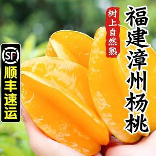 福建漳州杨桃树上自然熟爆汁杨桃孕妇水果顺丰京东快递送货上门