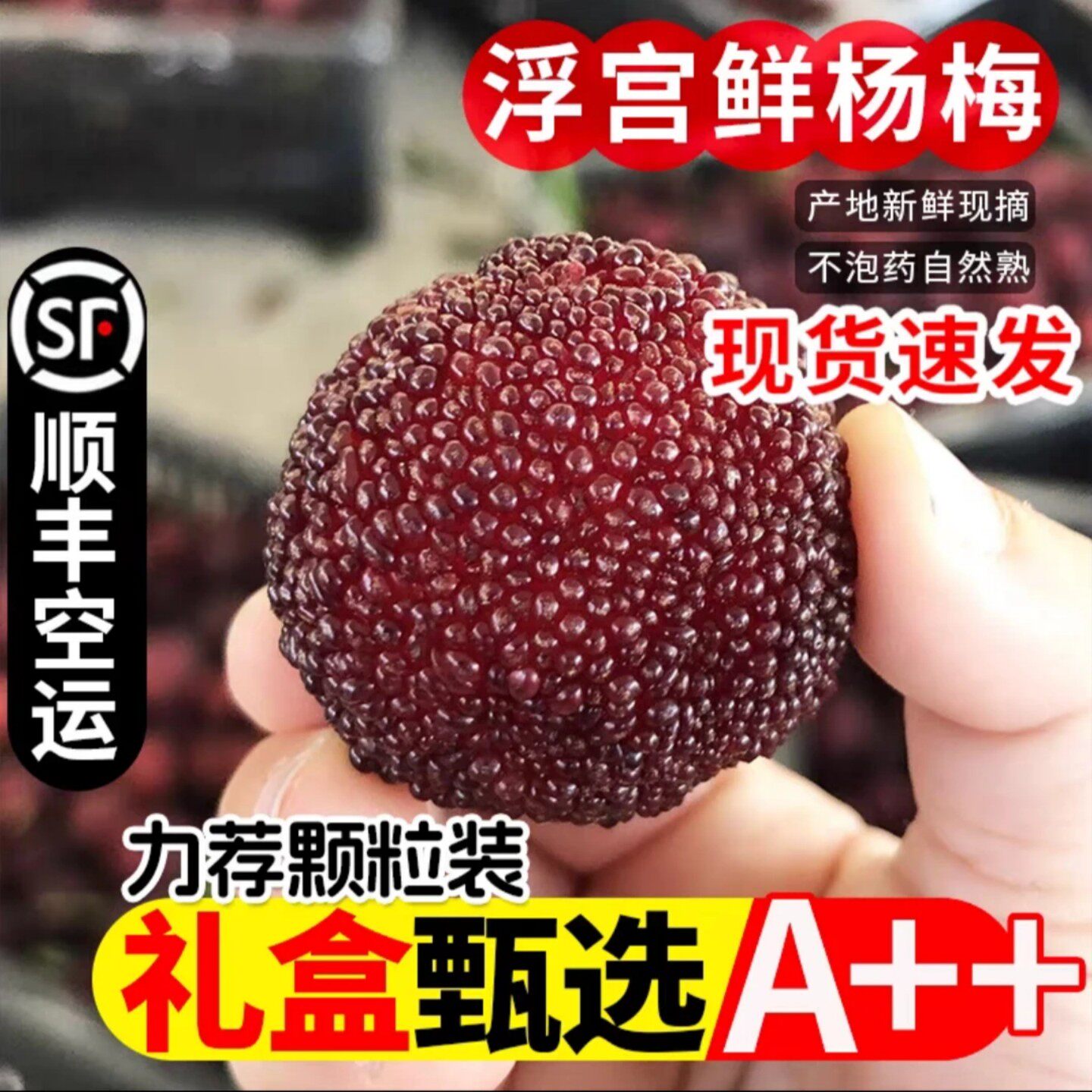 浮宫杨梅新鲜现摘福建漳州特产冷链保鲜顺丰中通新鲜空运现货速发