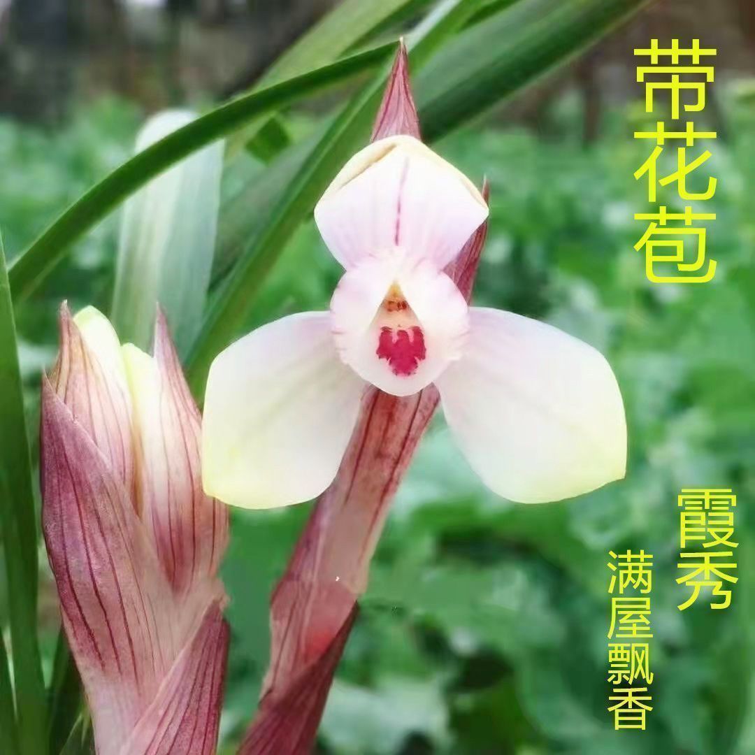 冬带花苞十大名贵兰花【霞秀】产地室内好养易活花卉绿植盆栽