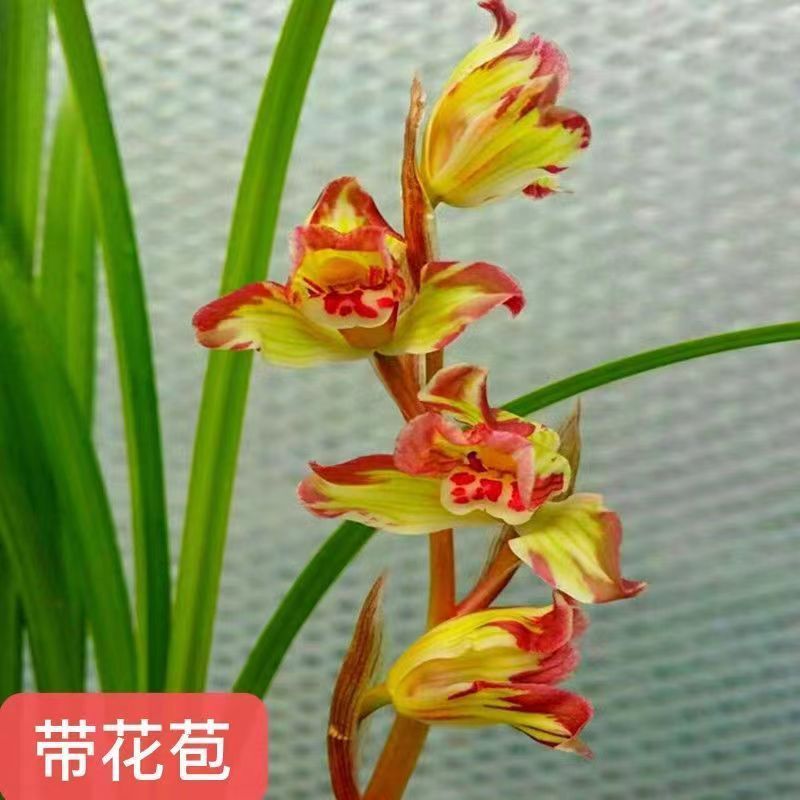 带花苞十大名贵品种兰花苗【蝶恋】新品高档浓香型室内外花卉大全