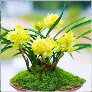 兰花带花苞新店开张【黄金牡丹】名贵矮种兰花苗花卉铭品懒人盆栽